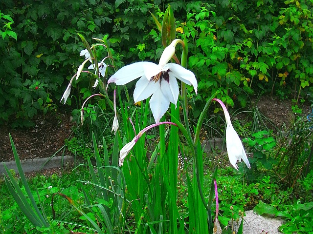 Gladiolus murielae